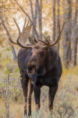 Boğa Shiras mus düşme Rut içinde