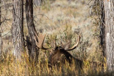 Boğa Shiras mus düşme Rut içinde