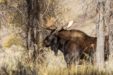 Bull Shiras Moose in the Fall Rut clipart
