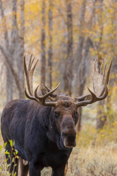 Bulle Shiras Elch Der Herbst Rute — Stockfoto