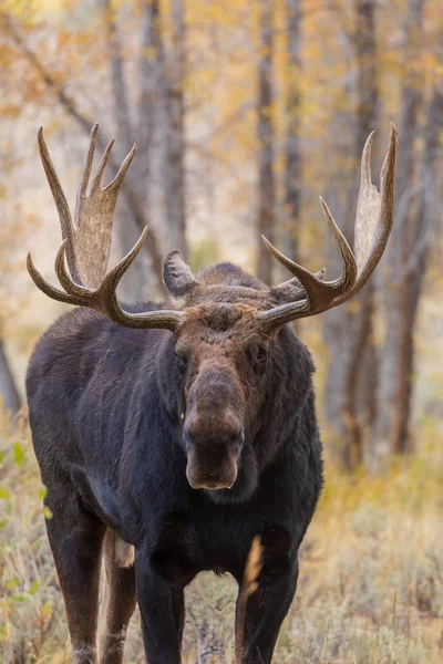 Bull Moose Shiras Nel Solco Autunno — Foto Stock