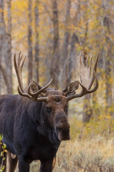 Bull Rut Shiras Moose Herfst — Stockfoto