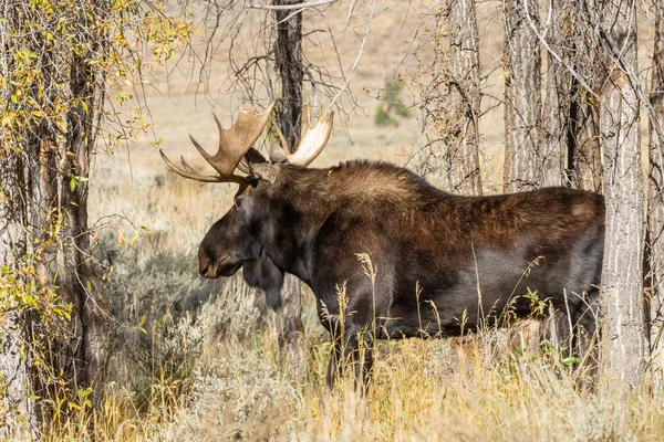 Лося Bull Shiras Колію Падіння — стокове фото