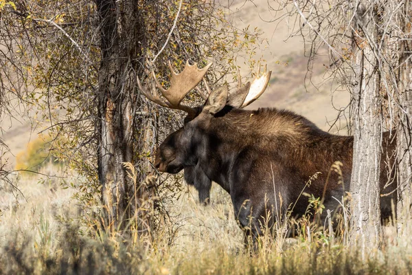 Bull Rut Shiras Moose Herfst — Stockfoto