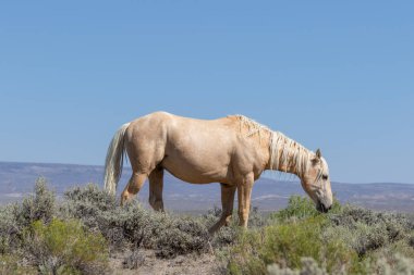 kum lavabo Colorado içinde güzel bir vahşi at