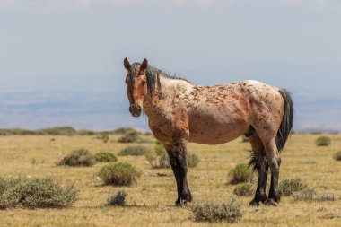 kum lavabo Colorado içinde güzel bir vahşi at