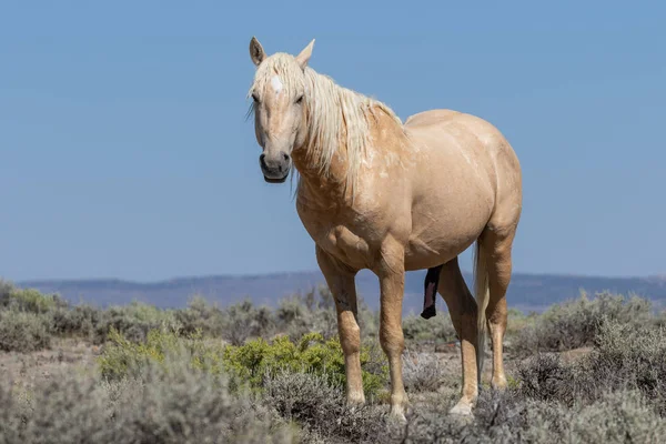 Beau Cheval Sauvage Dans Lavabo Sable Colorado — Photo