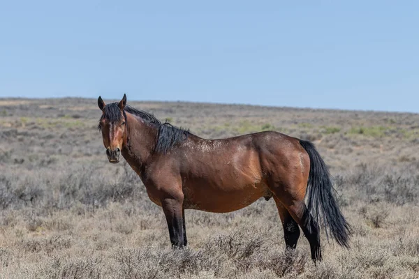 Красивая Дикая Лошадь Бассейне Песка Колорадо — стоковое фото