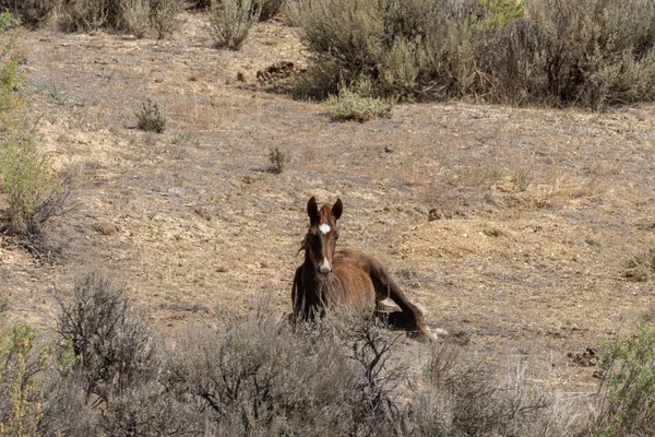 Ein Schönes Wildes Pferd Kolorado Des Sandwaschbeckens — Stockfoto