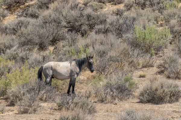 Vacker Vild Häst Sand Tvättställ Colorado — Stockfoto