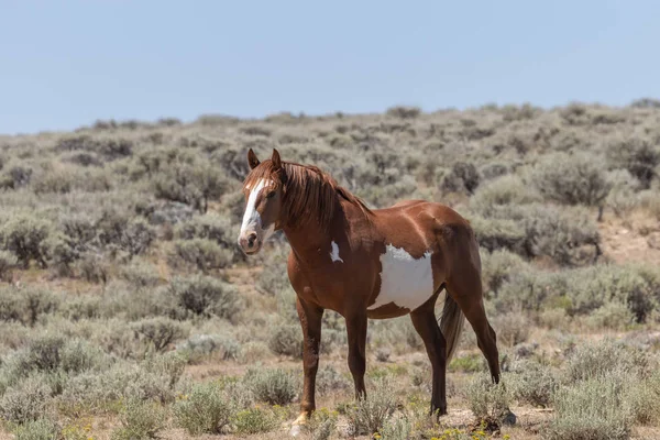 Ein Schönes Wildes Pferd Kolorado Des Sandwaschbeckens — Stockfoto