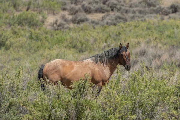 Beau Cheval Sauvage Dans Lavabo Sable Colorado — Photo