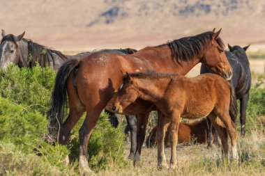 vahşi at kısrak ve onun sevimli yavru yaz aylarında Utah çölde