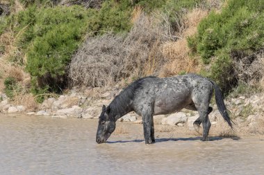Yaz aylarında Utah Onaqui dağlarda vahşi bir at