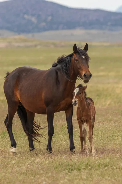 Uma Égua Cavalo Selvagem Seu Potro Bonito Deserto Utah Verão — Fotografia de Stock