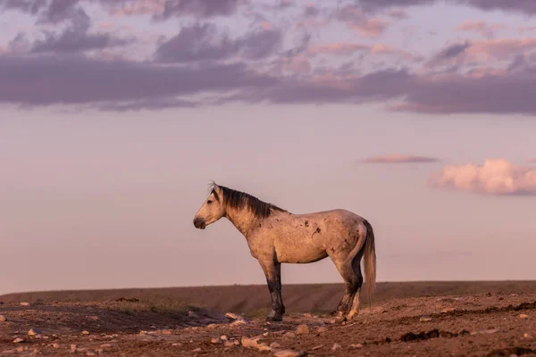 Cheval Sauvage Dans Les Montagnes Onaqui Utah Été — Photo