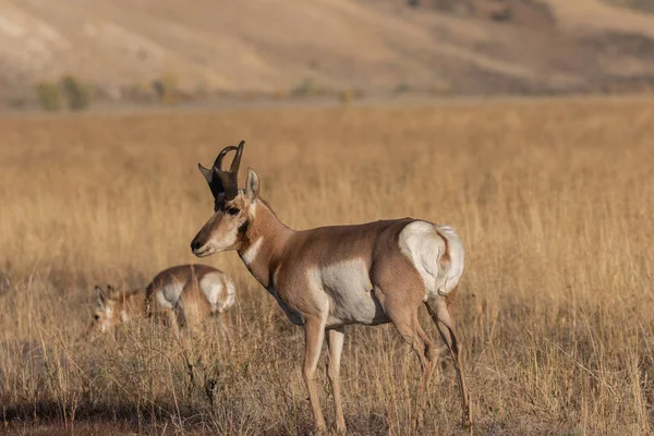 Een Mooie Gaffelbok Antelope Bok Herfst Wyoming — Stockfoto