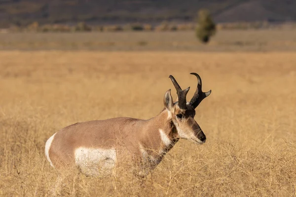Pěkný Antilopa Vidloroh Americký Dolar Podzim Wyomingu — Stock fotografie