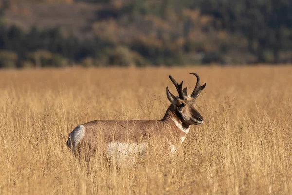 Una Bella Antilope Buck Pronghorn Autunno Nel Wyoming — Foto Stock
