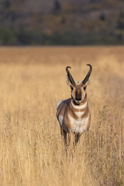 Nice Pronghorn Antelope Buck Fall Wyoming — Stock Photo, Image