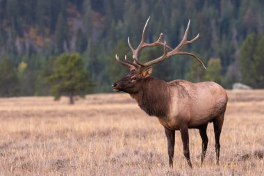 Wyoming düşme rut sırasında bir güzel boğa elk