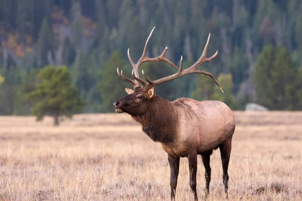 Een Leuke Stier Elanden Tijdens Val Sleur Wyoming — Stockfoto