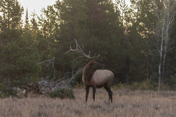 Een Leuke Stier Elanden Tijdens Val Sleur Wyoming — Stockfoto