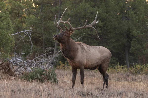 Nice Bull Elk Fall Rut Wyoming — Stock Photo, Image
