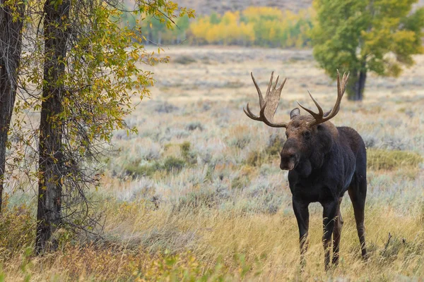 Bull Shiras Moose Fall Rut Wyoming — Stock Photo, Image