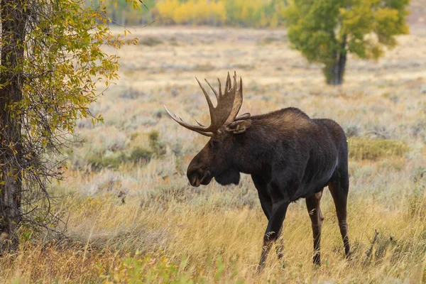 Bull Shiras Moose Rutina Otoño Wyoming —  Fotos de Stock