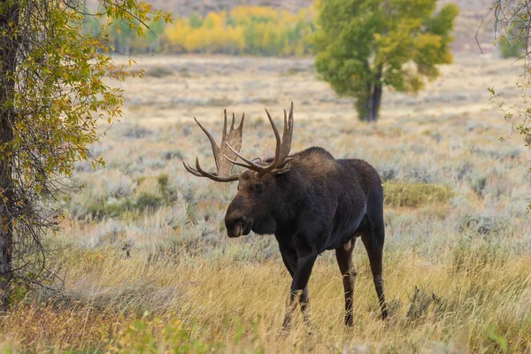 Bull Shiras Moose Rutina Otoño Wyoming —  Fotos de Stock