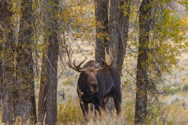 Wyoming olan sonbahar tek boğa Shiras mus