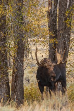 Wyoming olan sonbahar tek boğa Shiras mus