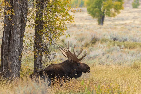 Bull Shiras Moose Val Sleur Wyoming — Stockfoto