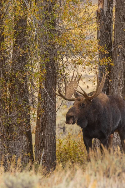 Bull Shiras Moose Val Sleur Wyoming — Stockfoto