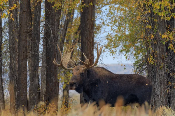 Bull Anderss Älgar Höst Rut Wyoming — Stockfoto