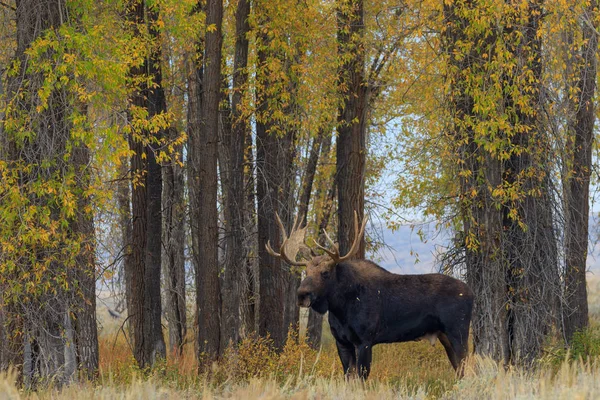 Bull Shiras Moose Val Sleur Wyoming — Stockfoto