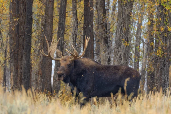 Bull Anderss Älgar Höst Rut Wyoming — Stockfoto