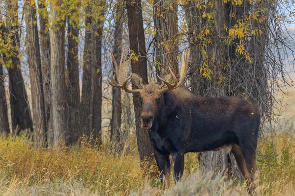 Σιηράζ Άλκη Ταύρο Στην Αποτελμάτωση Πτώση Του Wyoming — Φωτογραφία Αρχείου