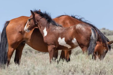 vahşi at kısrak ve Tay Colorado çölde