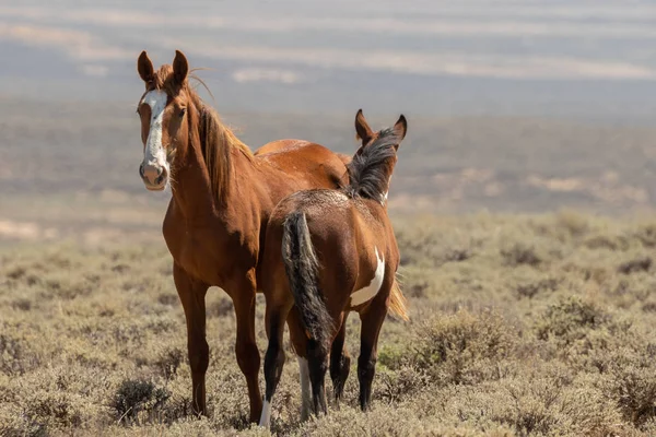 Een Wild Paard Merrie Veulen Woestijn Van Colorado — Stockfoto