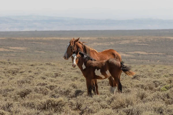 Dziki Koń Klaczy Źrebiąt Pustyni Kolorado — Zdjęcie stockowe