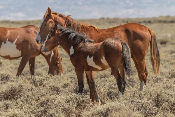 Wild Horse Mare Foal Colorado Desert — Stock Photo, Image