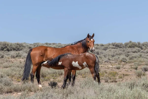 Wild Horse Mare Foal Colorado Desert — Stock Photo, Image