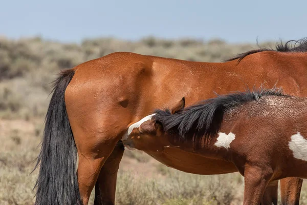 Dziki Koń Klaczy Źrebiąt Pustyni Kolorado — Zdjęcie stockowe