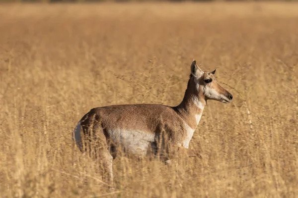 Een Gaffelbok Antelope Doe Het Najaar Wyoming — Stockfoto