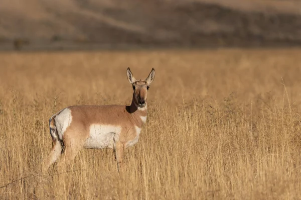 Eine Vorgelagerte Antilope Reh Herbst Wyoming — Stockfoto