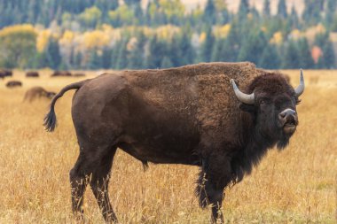 sonbaharda bir Amerikan bizonu Wyoming