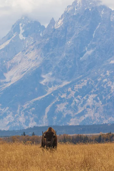 Bison Américain Automne Dans Wyoming — Photo