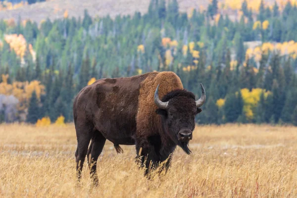 Bison Américain Automne Dans Wyoming — Photo